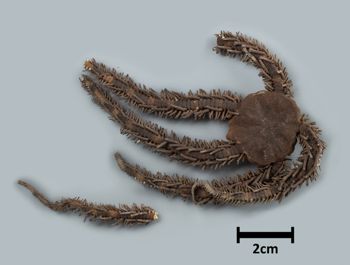 Media type: image;   Invertebrate Zoology OPH-5239 Description: Top down view of single ophiuroid specimen with a scale bar.;  Aspect: dorsal